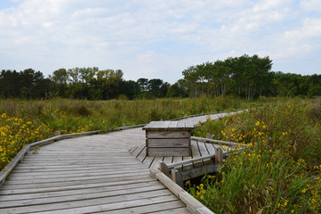 Boardwalk in the wetland