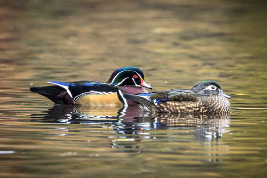 Male and female wood duck in water.