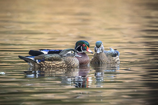 Male wood duck with two females.