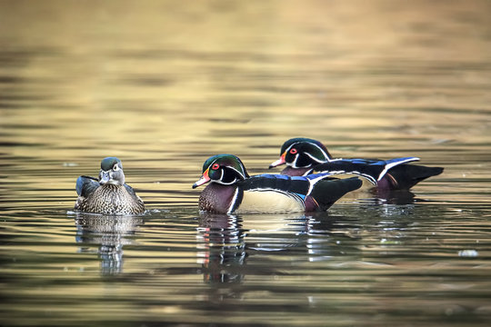 Two male wood ducks trying for female.