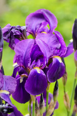 Violet iris flower growing in nature, summer seasonal floral background