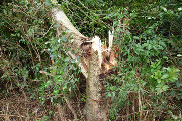 Broken tree trunk after heavy storm