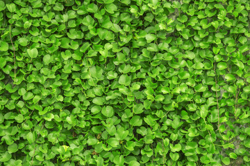 The plants are in the clan climber.