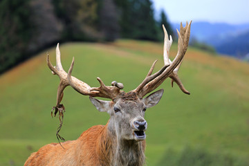 Hirsch - Brunft - stolz - Herbst - Alpen - Allgäu - Rotwild - Geweih
