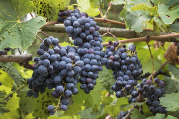 Lush grapes on vine, ready for harvesting in Impruneta, Italy