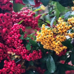 Red and Yellow berries