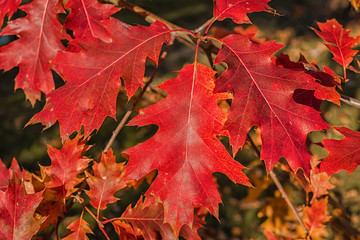 Autumn coloration of the northern red oak foliage. - 178270930