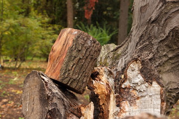 Deforestation, felled trunks of pine trees in a forest, trees, stumps, logs for heating, pollution, global warming, climate change