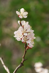 Apricot tree flower with buds and blossoms blooming at springtime, vintage retro floral background