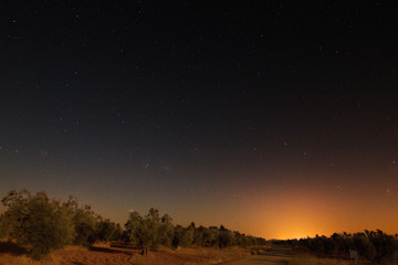 Campo de olivos de noche