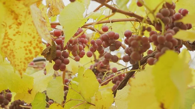 Grape clusters on a vine among yellow leaves in the autumn day after a rain