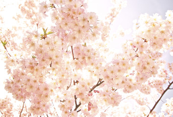 Cherry Blossoms 2