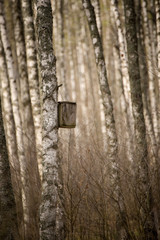 Spring birch forest with handmade wooden nesting box for birds hanging on a tree. Animal protection ecology concept with copy space