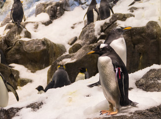 Fototapeta premium Pingüinos