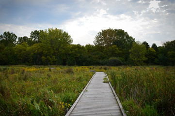 Obraz premium Boardwalk in the wetland