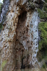 Wood eaten by a termites