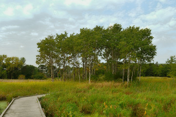 Boardwalk in the wetland