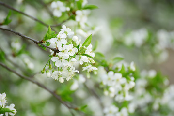 Blossoming of cherry flowers in spring time, natural seasonal floral background