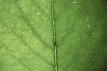 leaf detail macro