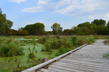 Fototapeta na wymiar Boardwalk in the wetland