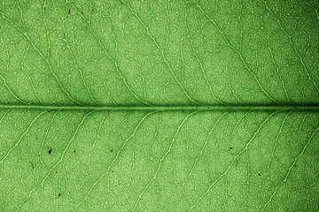 leaf detail macro