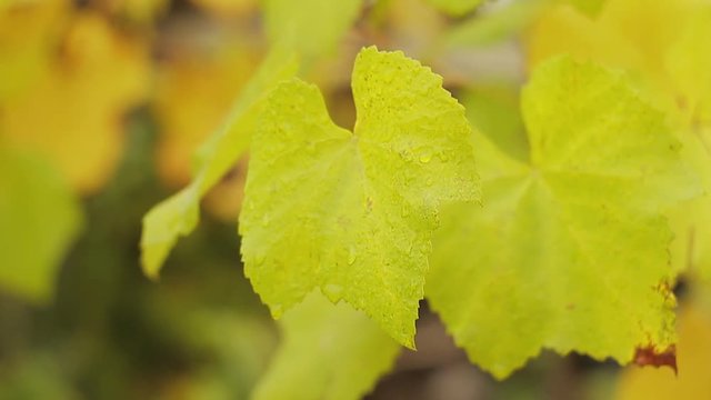 Grape clusters on a vine among yellow leaves in the autumn day after a rain