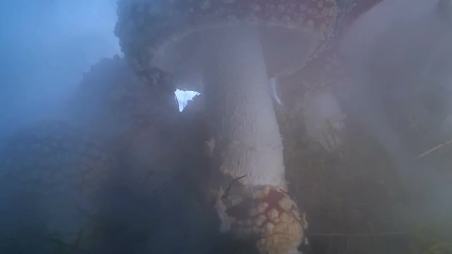 Towering Amanita mushrooms through smoky fog, close up macro.mov