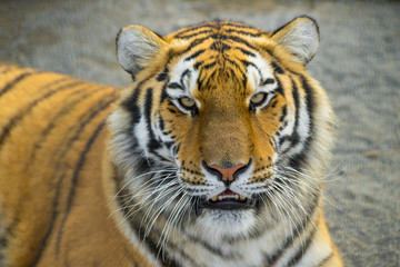 Tiger portret. Animal.