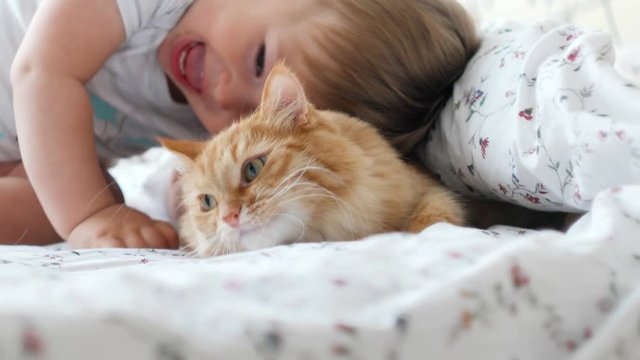 Cute ginger cat lying in bed, hiding from baby boy. Men raises the blanket and all family strokes fluffy pet.