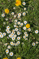 wiesenblumen im frühling