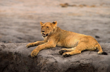 Young wet lion resting on  a sand bank in Hwange national park, Zimbabwe, Southern Africa