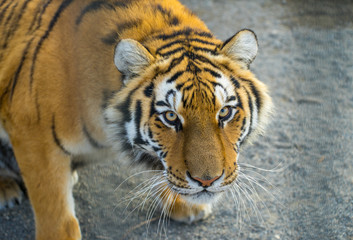 Tiger portret. Animal.