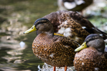 Fototapeta premium Wild duck sitting 