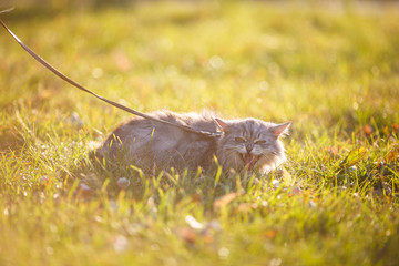 fluffy adult gray cat in green grass hissing and showing displeasure