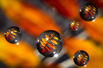 Water drop reflection