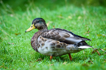 Wild duck walking in grass
