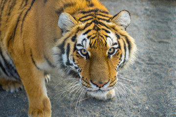 Tiger portret. Animal.