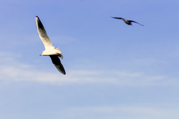 Flying Common Tern in the park - Bedfont Lakes Country Park, London