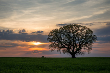 Tree at sunset