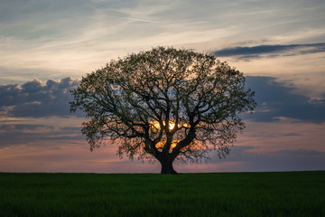 Tree at sunset