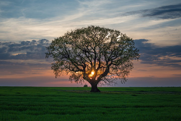 Tree single at sunset 