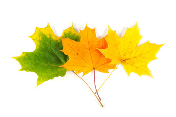 Autumn maple leaves on a white background