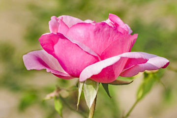Pink Rose at Botanical Garden