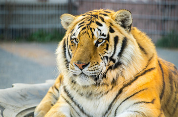 Tiger portret. Animal.