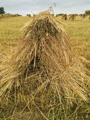 shock of bundled wheat in Ohio farm field