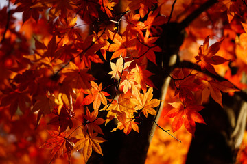 紅葉