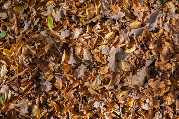 Vertrocknete Blätter auf dem Boden 