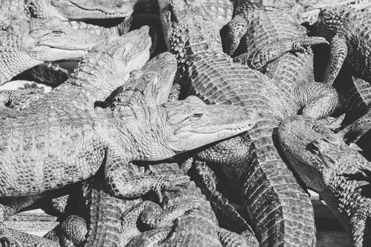 Pile of gators