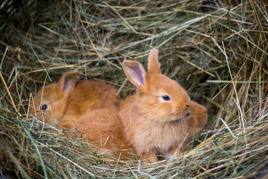 Group of small rabbits in hay