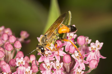 Golden digger wasp searching for nectar on a milkweed flower.